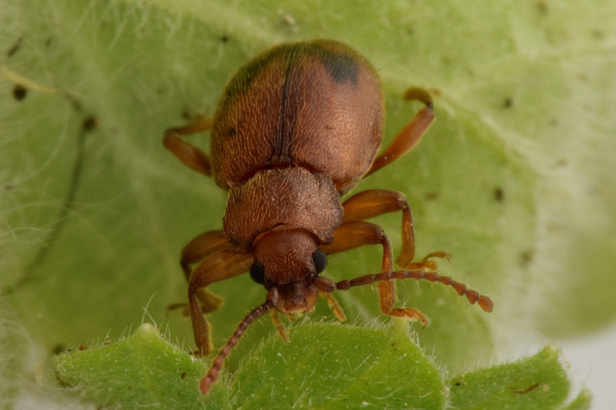 Endomychidae:  Dapsa opuntiae?  S !